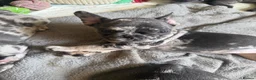 French Bulldog dogs for sale: Happy & Healthy French Bulldog puppies, two girls! - Advert 29