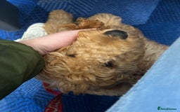 Irish Doodle dogs for sale: Irish Doodle - Image 7