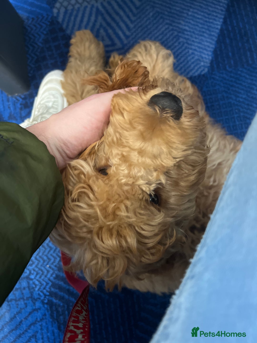 Irish Doodle dogs for sale: Irish Doodle - Image 7