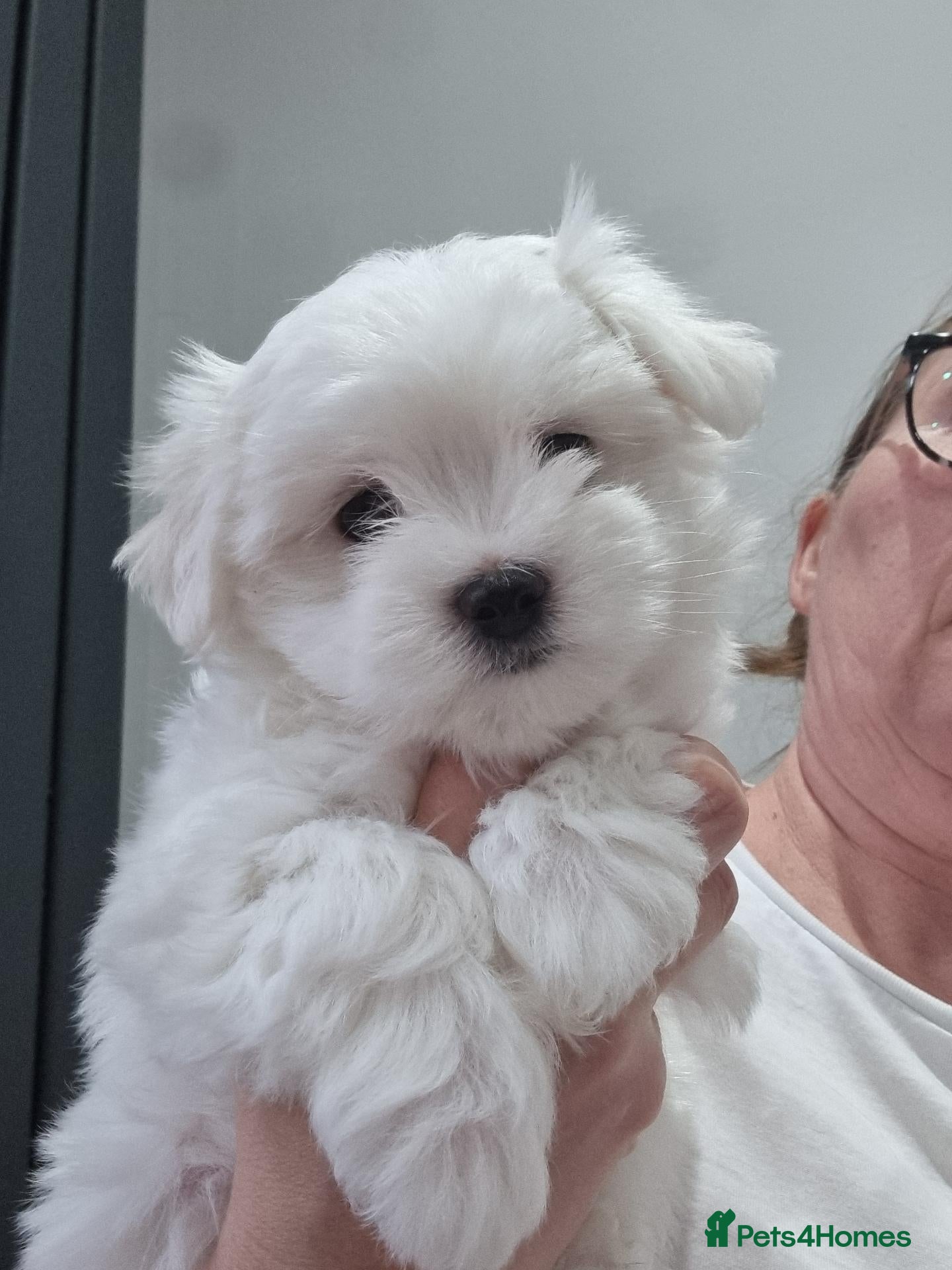 Maltese dogs Pure Maltese two  girls  ready now - Advert 1