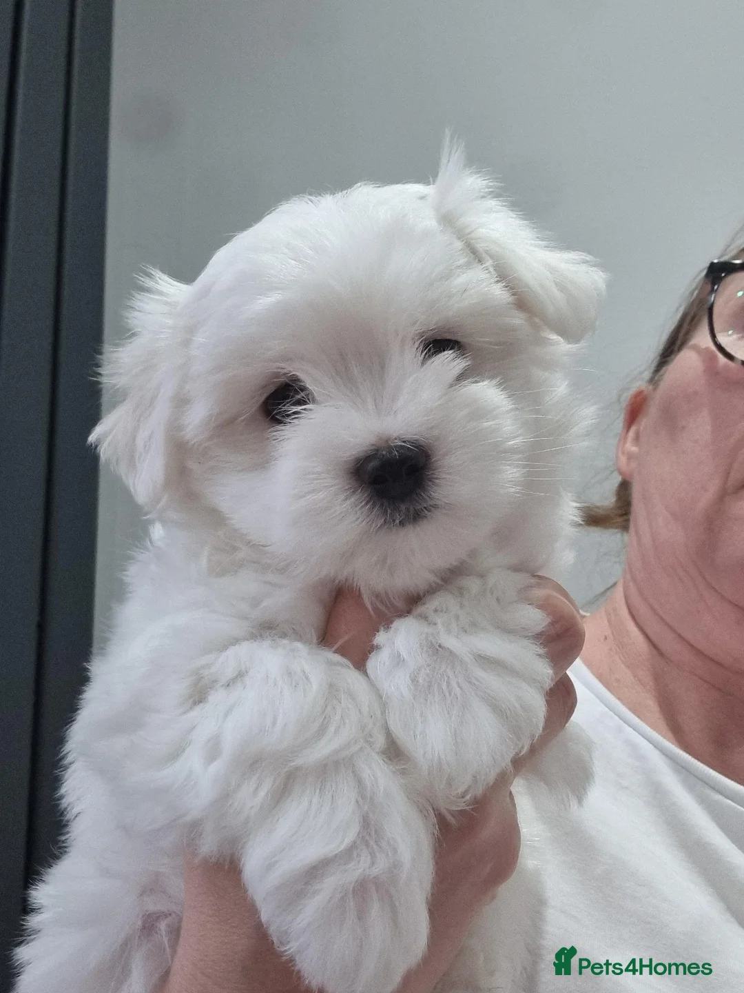 Maltese dogs for sale: Pure Maltese two  girls  ready now in North Shields - Advert 1