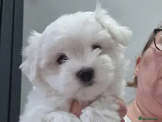 Maltese dogs Pure Maltese two girls ready now - Advert 1