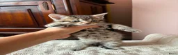 Bengal cats for sale: Beautiful Bengal kittens for sale in Chesterfield - Advert 14