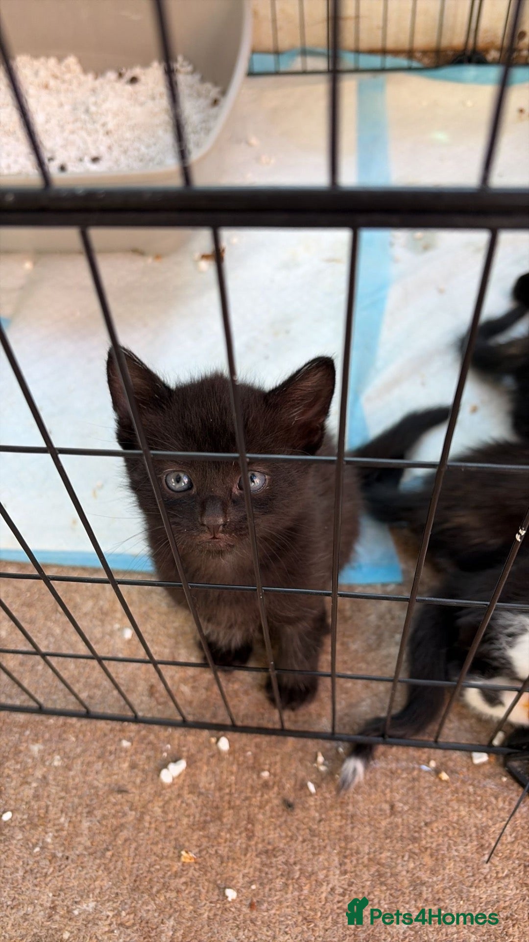 Mixed Breed cats Gorgeous Calico/Tortie/Tux Kittens - Advert 5