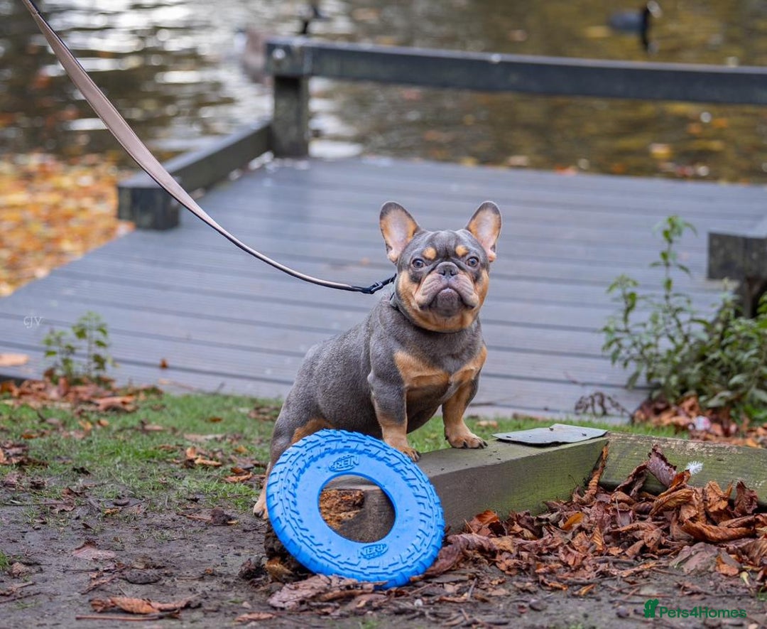 French Bulldog dogs for sale: High quality french bulldogs  - Advert 4