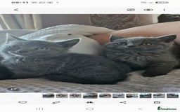 British Shorthair cats for sale: BRITISH SHORTHAIR X SCOTTISH FOLD - Image 2