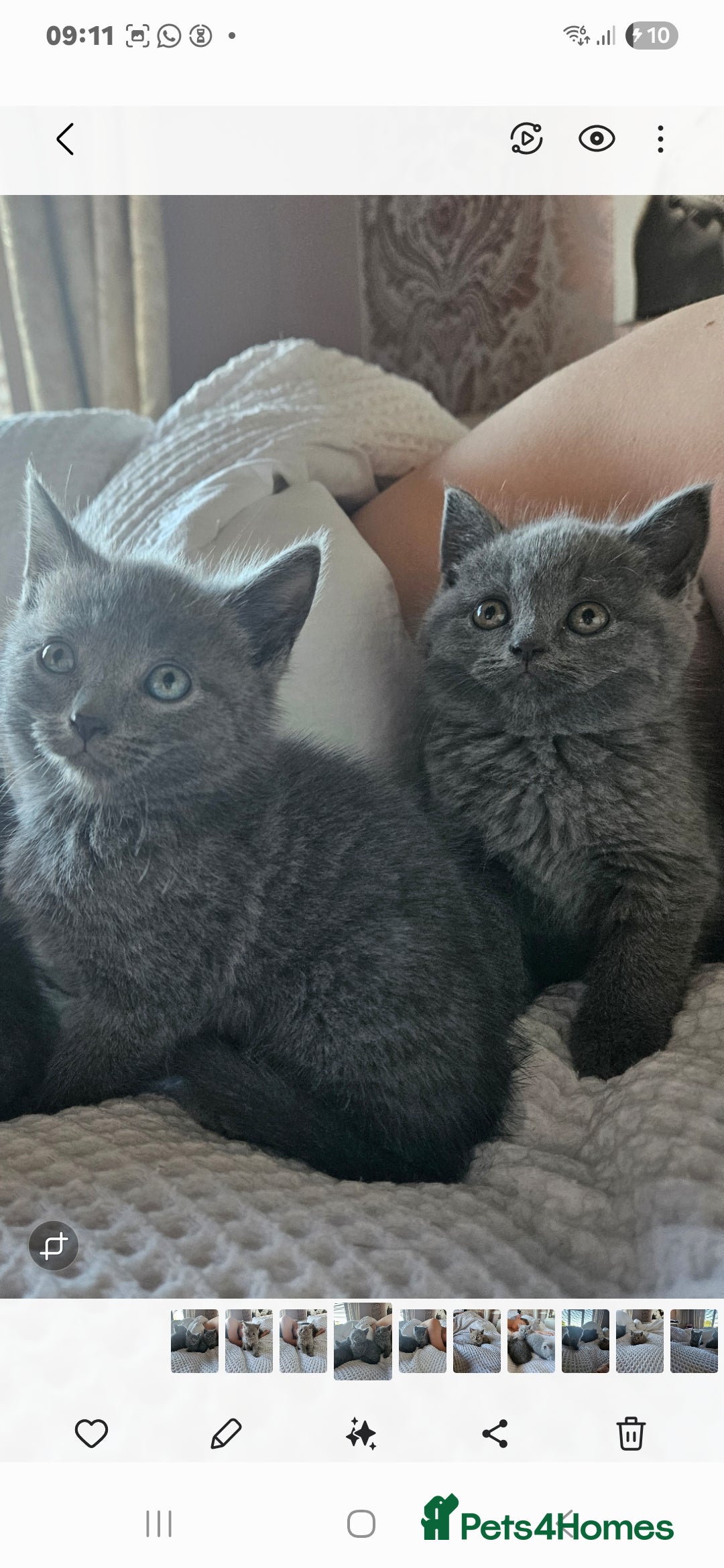 British Shorthair cats for sale: BRITISH SHORTHAIR X SCOTTISH FOLD - Image 2