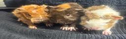 Guinea Pig rodents for sale: Lots of girls looking  - Advert 20