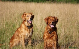 Golden Retriever dogs for sale: Dark Red Kc Registered Golden Retriever Puppies - Image 36