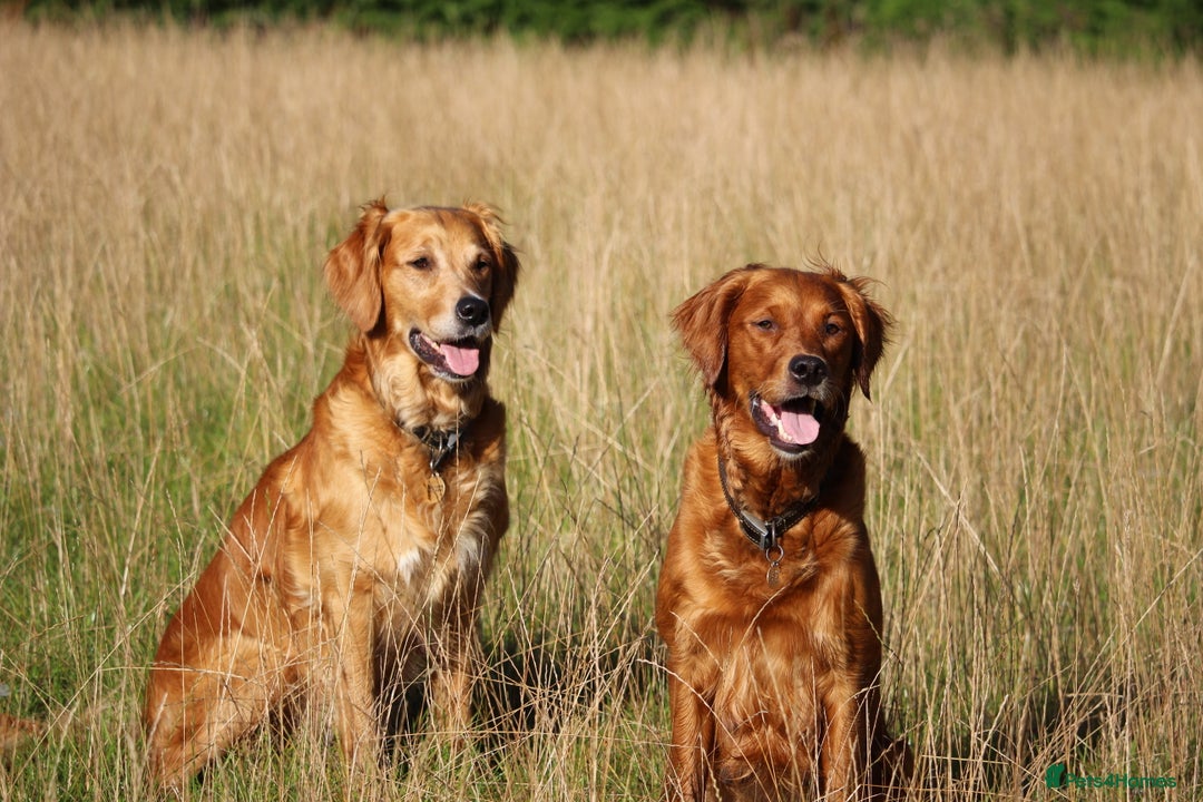 Golden Retriever dogs for sale: Dark Red Kc Registered Golden Retriever Puppies - Image 36