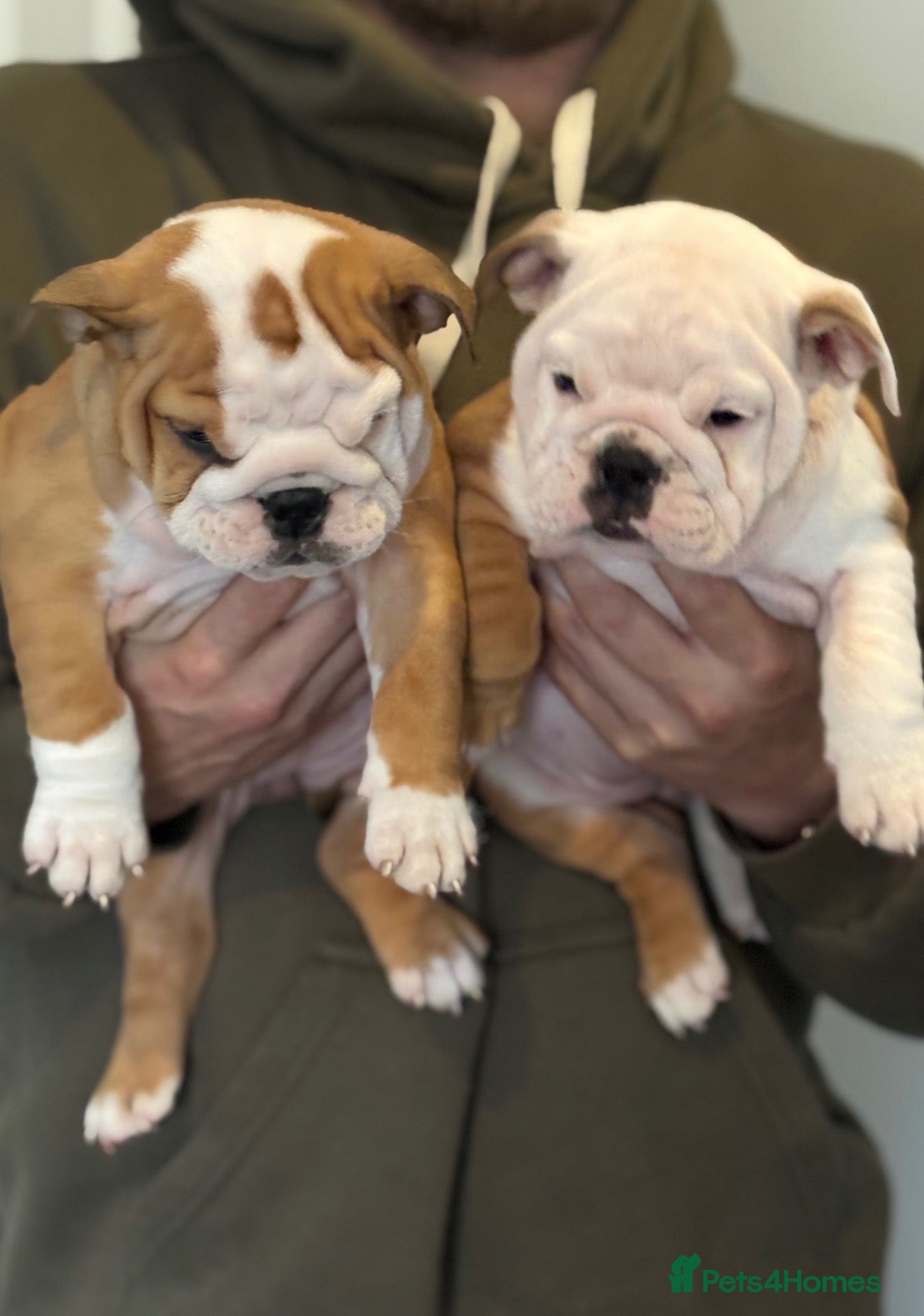 English Bulldog dogs for sale: Health tested Kc traditional red & white bulldogs - Advert 1