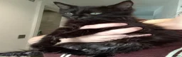 Mixed Breed cats for sale: Kitten-ASAP please read thoroughly in London - Advert 1