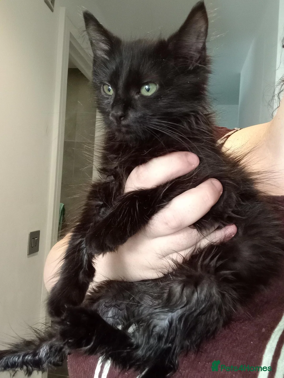 Mixed Breed cats for sale: Kitten-ASAP please read thoroughly in London - Advert 1
