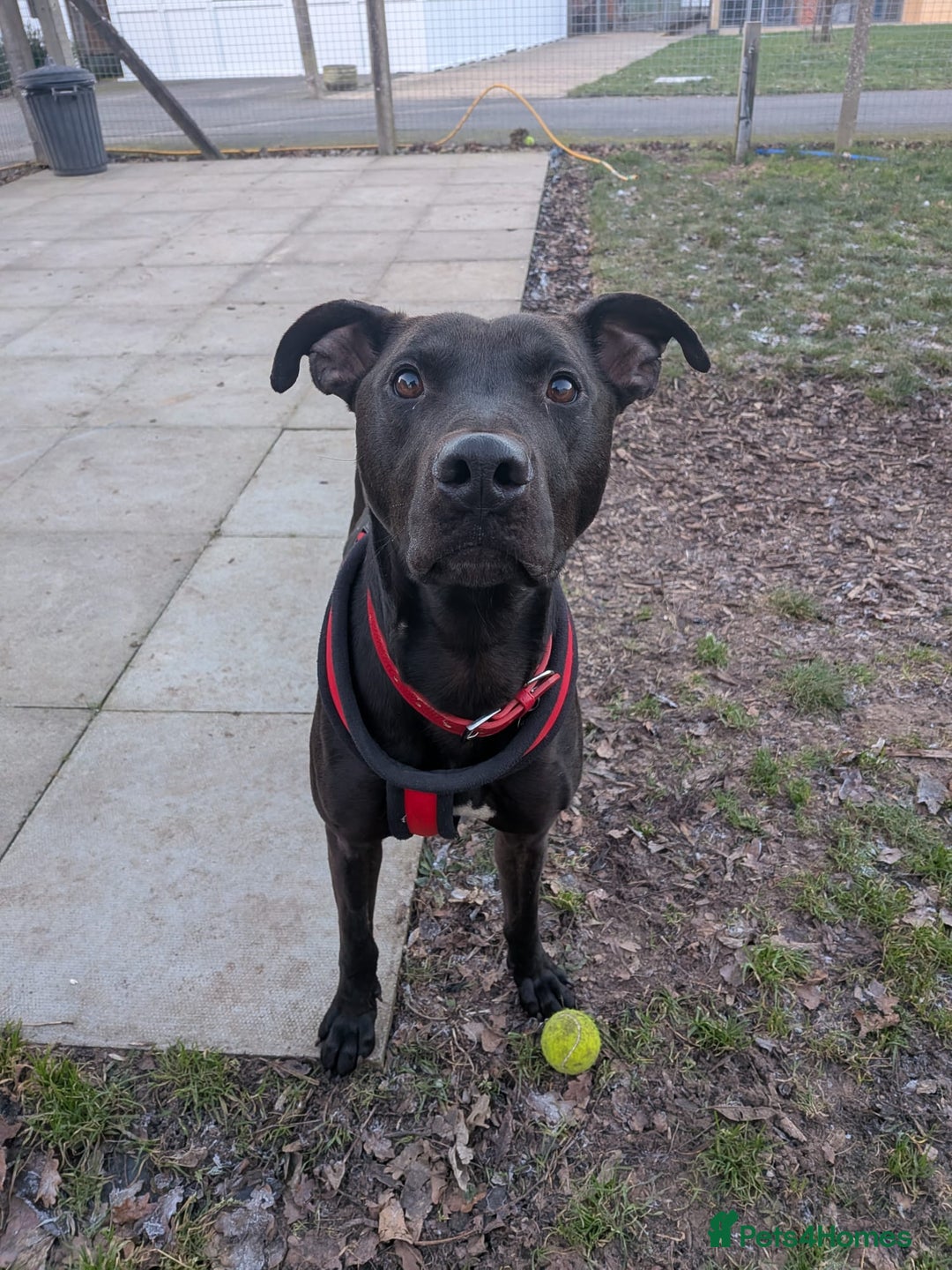 Lurcher dogs for adoption: Captain - Advert 3