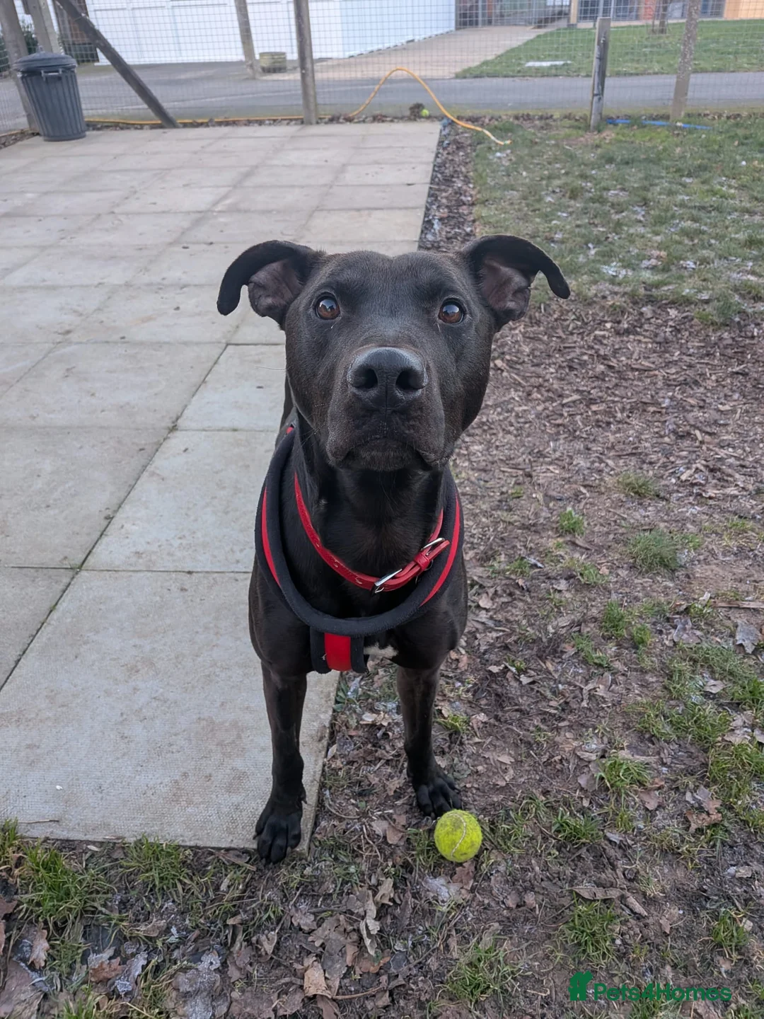 Lurcher dogs for adoption: Captain - Advert 3