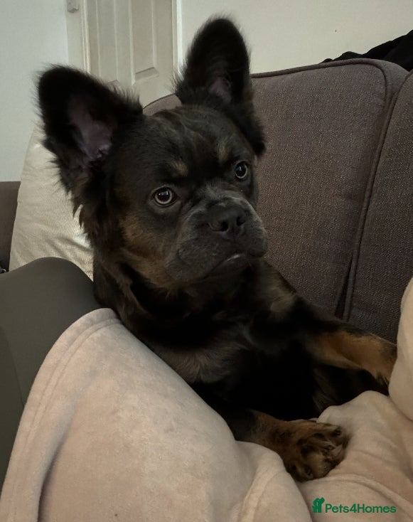 French Bulldog dogs Miss Luna  - Advert 4