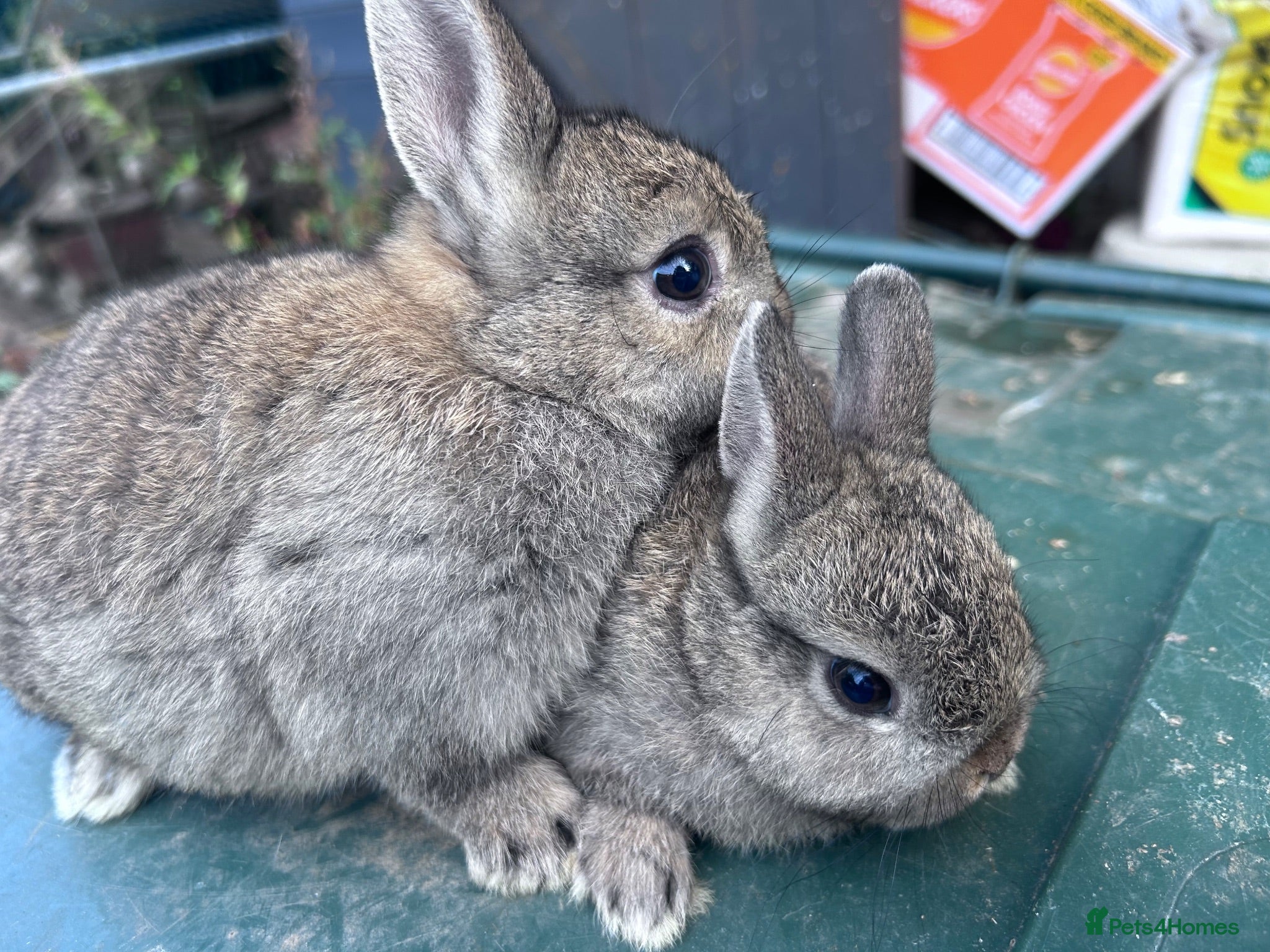 Netherland Dwarf rabbits 7 week old Netherland Dwarf bunnies - Advert 6