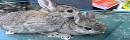 Netherland Dwarf rabbits for sale: 7 week old Netherland Dwarf bunnies - Advert 1