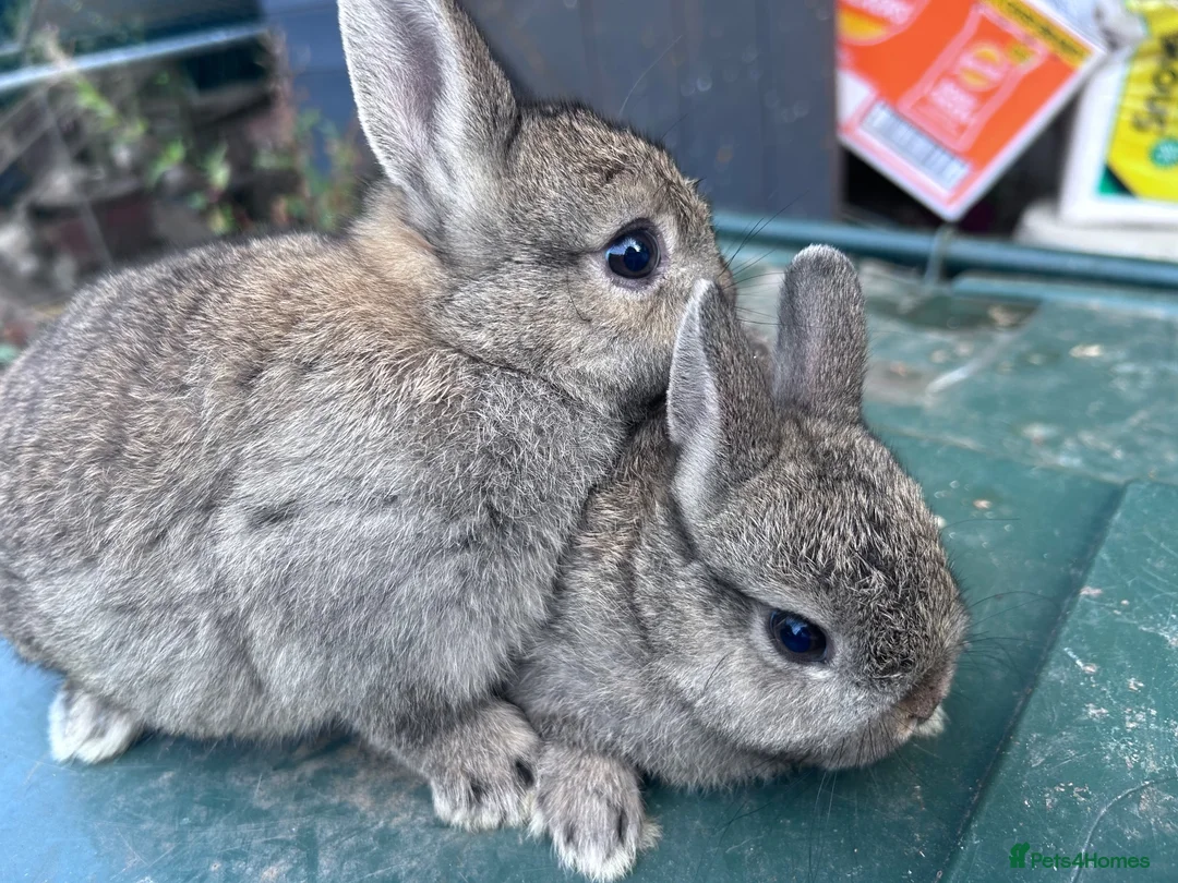 Netherland Dwarf rabbits for sale: 7 week old Netherland Dwarf bunnies - Advert 1