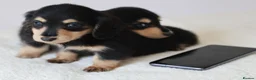 Miniature Dachshund dogs for sale: 5*Licensed+KCreg+PRAClear+Vetchecked+BLACK&CREAM - Advert 20