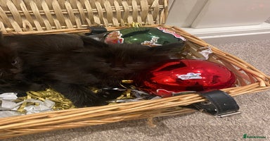 Maine Coon cats ✨pedigree maine coon kittens - Extra Large lines ✨ - Advert 1