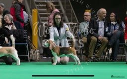 Beagle dogs for stud: TOP PRODUCING STUD CRUFTS QUALIFIED, CHAMPION BRED in Birmingham - Image 2