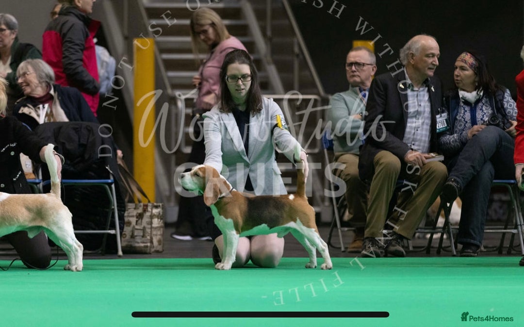 Beagle dogs for stud: TOP PRODUCING STUD CRUFTS QUALIFIED, CHAMPION BRED in Birmingham - Image 2