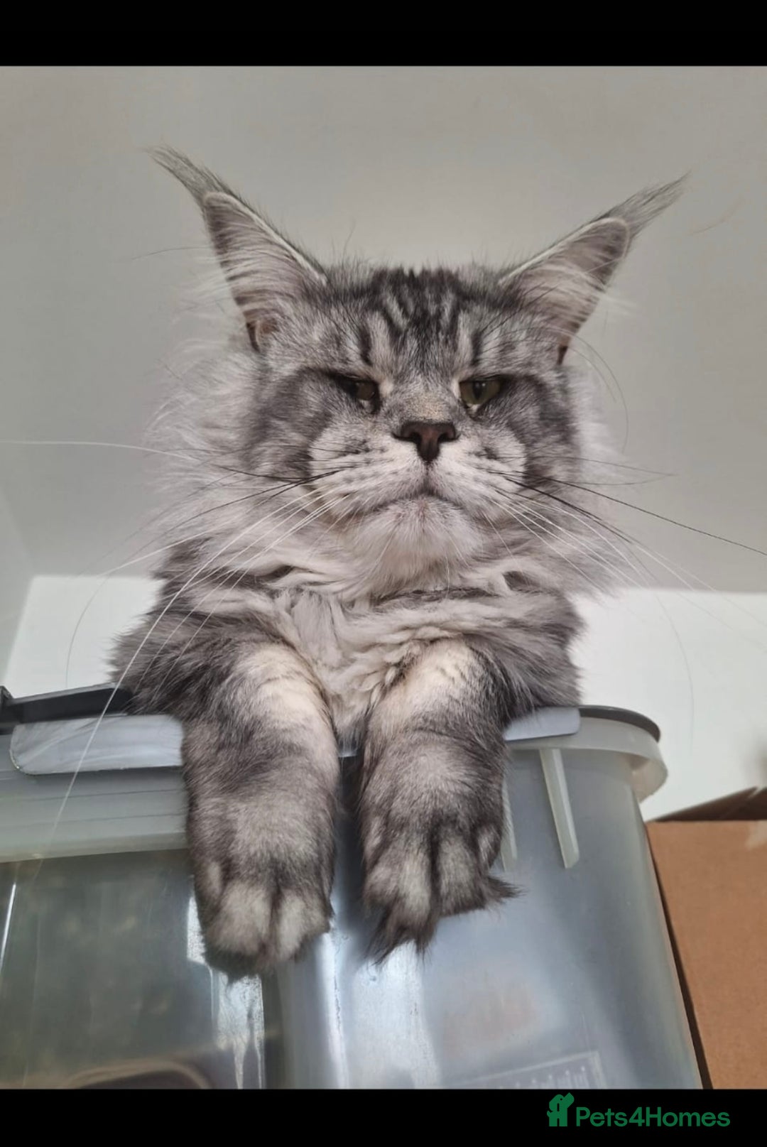 Maine Coon cats for sale: Maine coon kittens - Advert 11