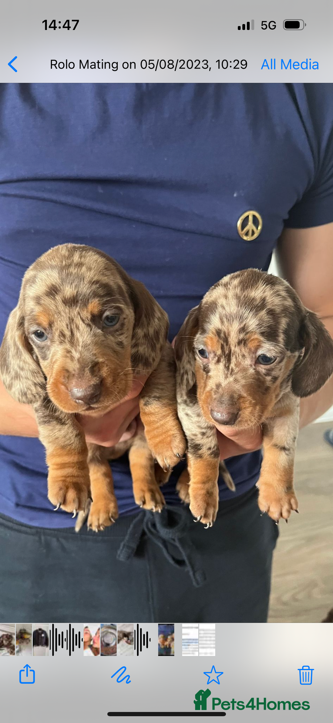 Dachshund dogs for stud: *STUD* mini in Romford - Advert 13
