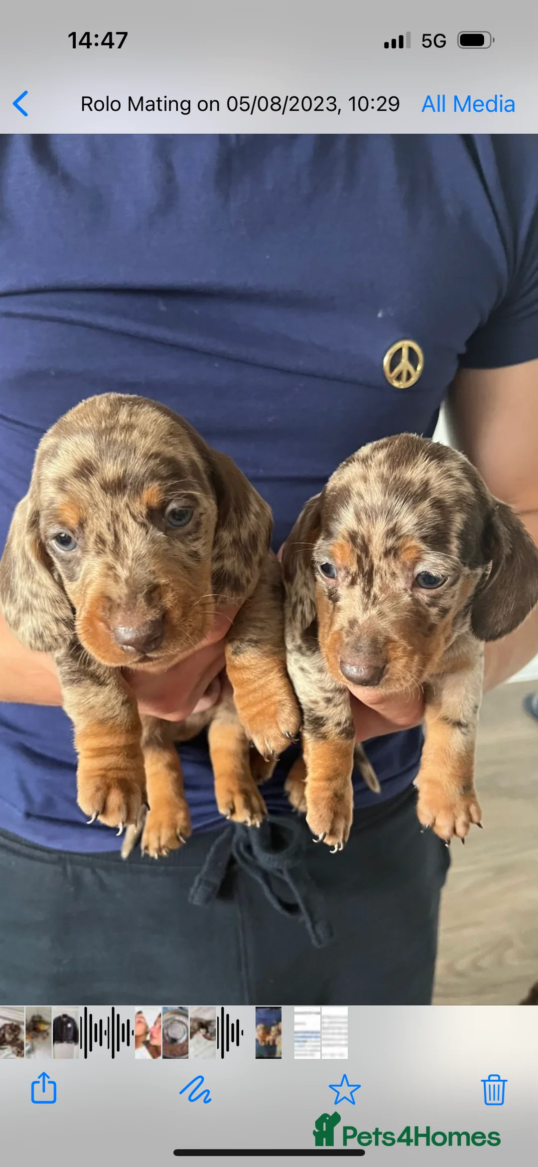 Dachshund dogs for stud: *STUD* mini in Romford - Advert 13