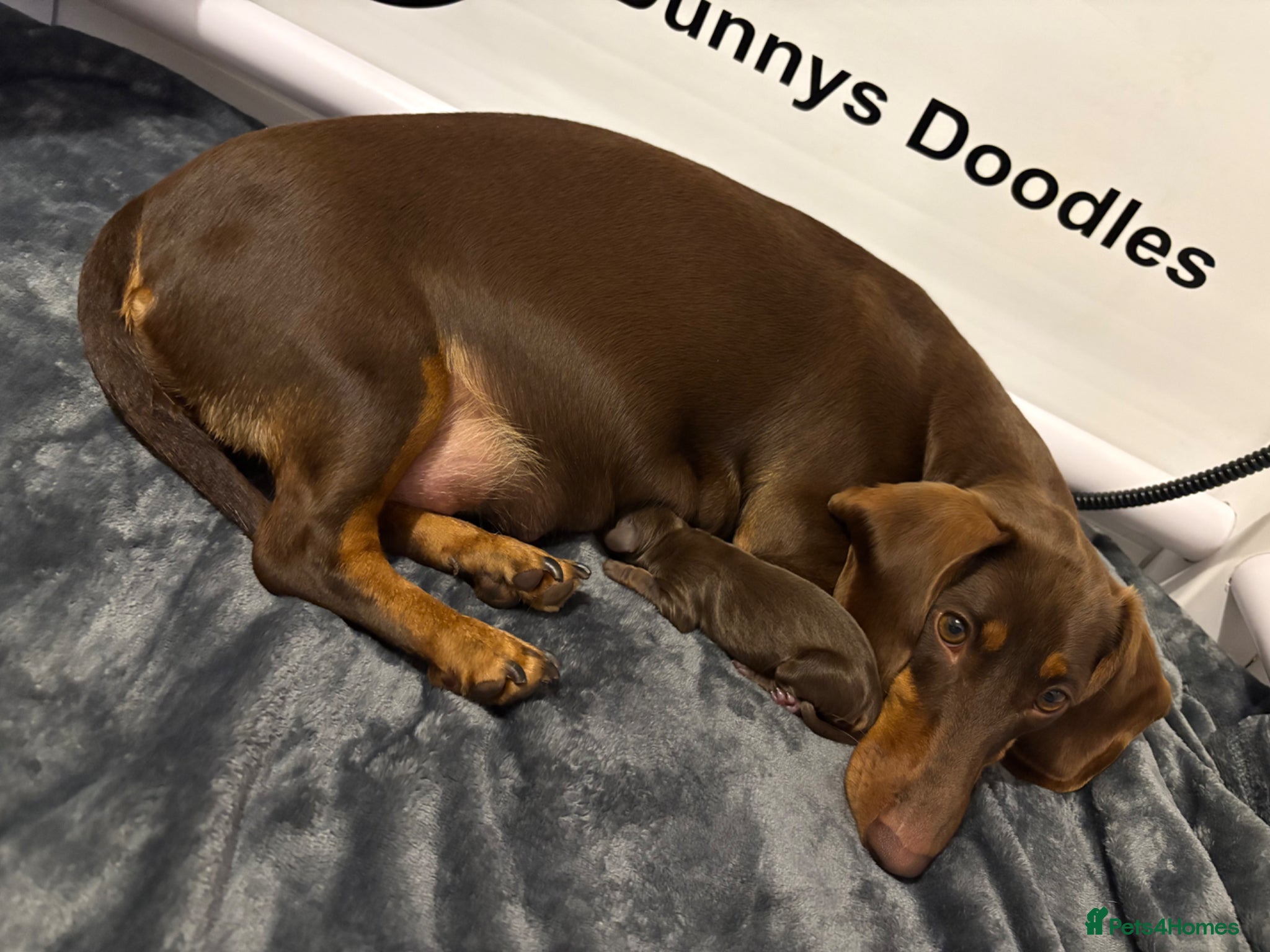 Dachshund dogs Standard Dachshund puppies   - Advert 8