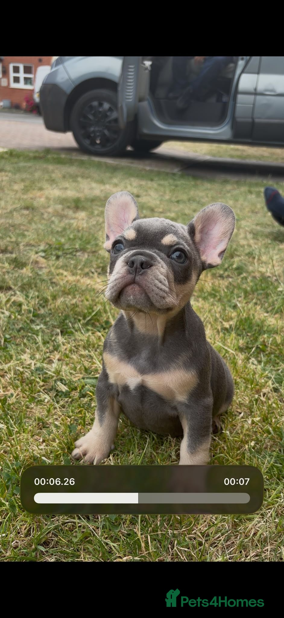 French Bulldog dogs French bulldog X2 males ready now - Advert 15