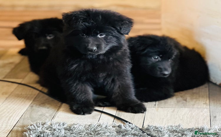 German Shepherd dogs for sale in Turriff - Advert 2