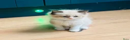 Ragdoll cats for sale: Stunning  ragdoll kittens boy available  - Advert 28