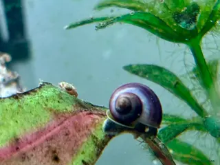 Snails fish Purple Mystery Snails - Advert 1