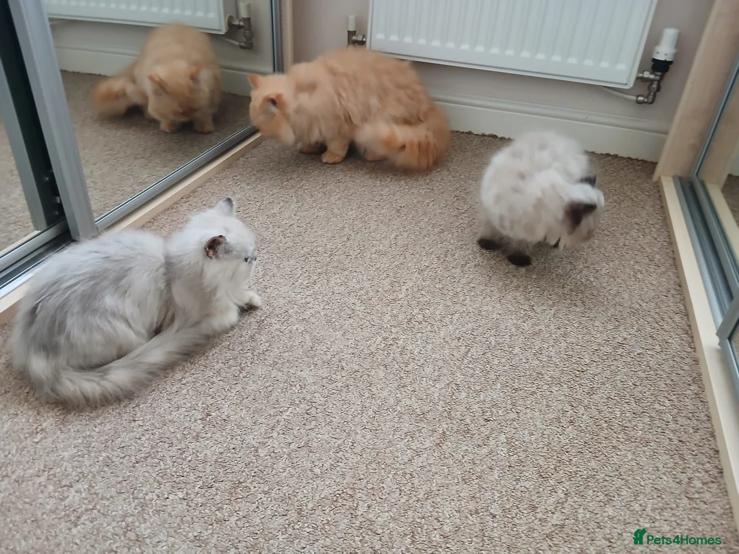 Persian cats for sale: Pure Persian Parents and kittens for sale in Hinckley - Advert 14