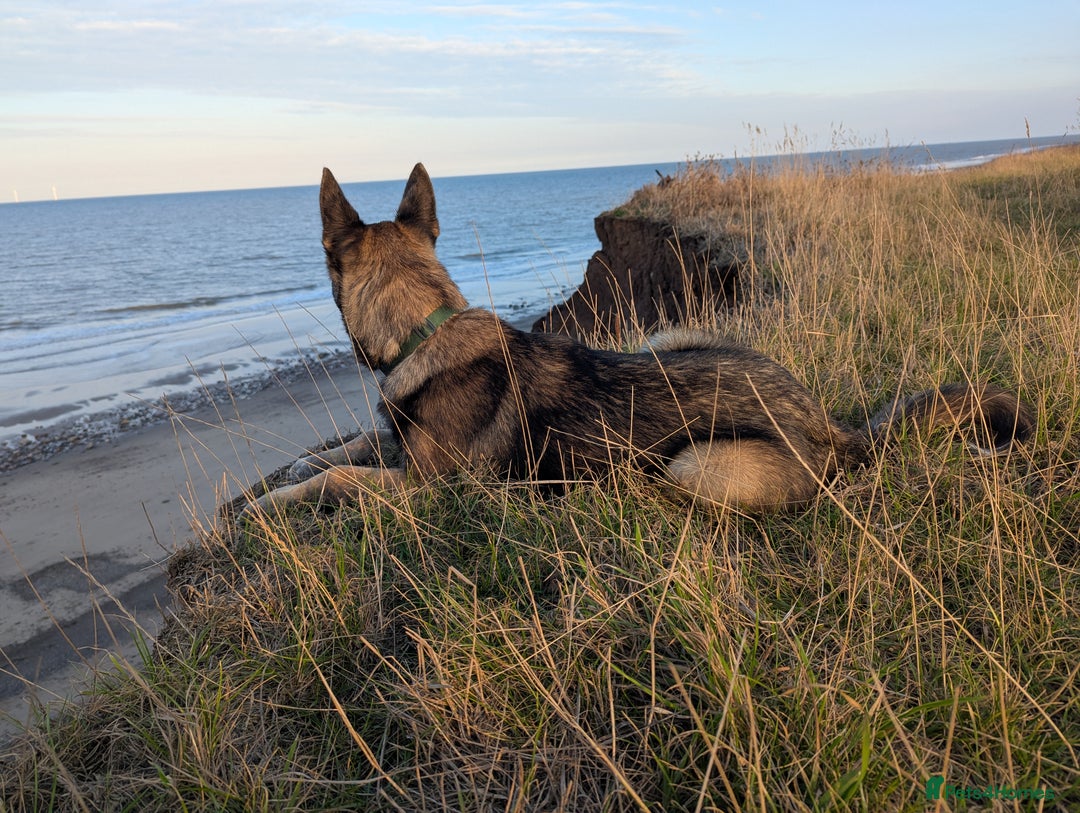 Mixed Breed dogs for sale: Looking for a new home  - Advert 5