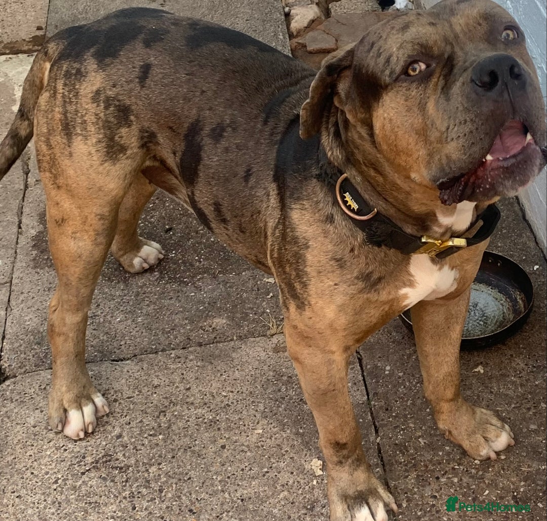 American Bulldog dogs for sale: Jhonson American Bulldog Merle Male (Kayos)  - Image 9