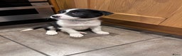 Border Collie dogs for sale: Working Border Collie Pups - Advert 2