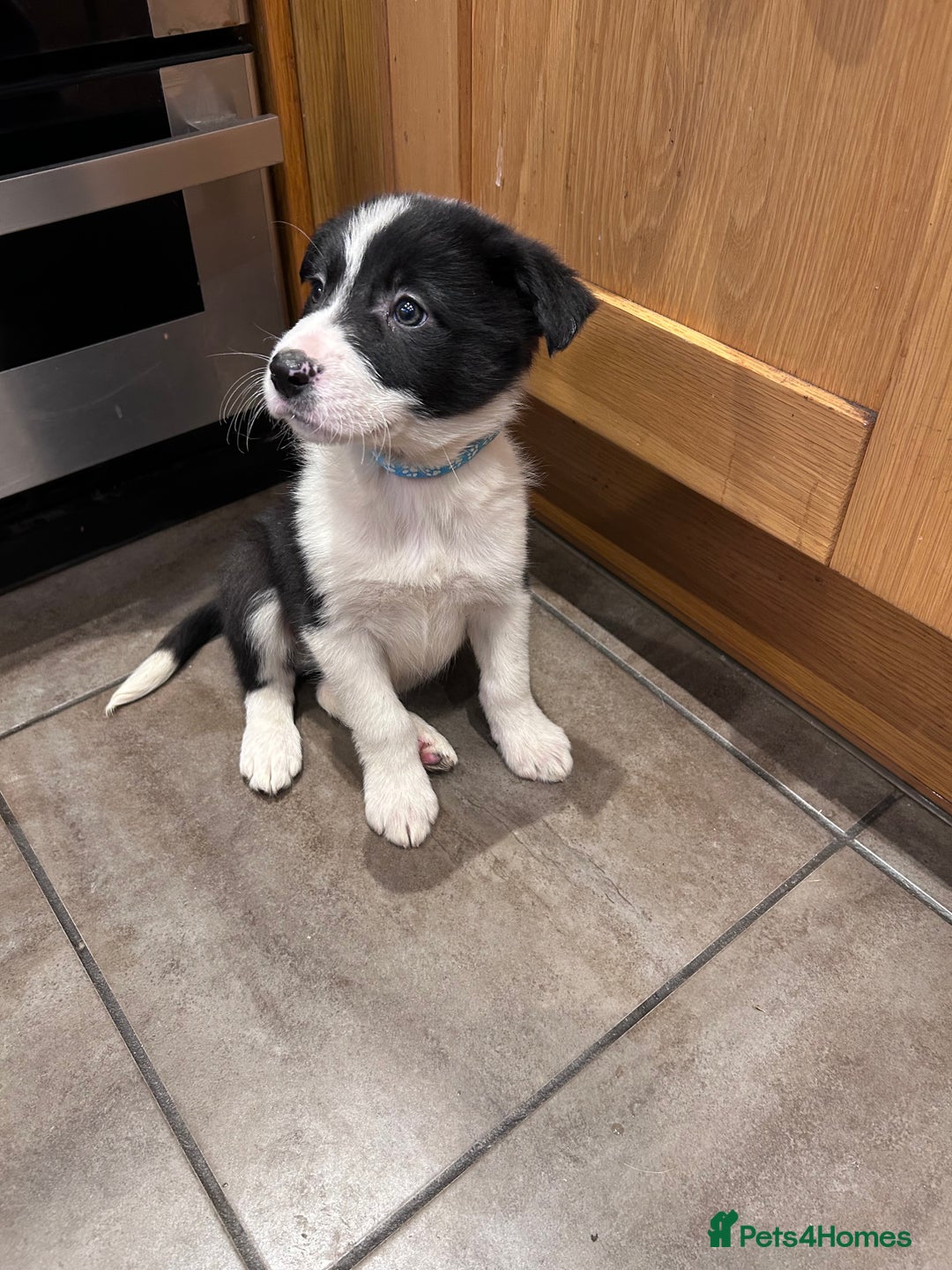 Border Collie dogs for sale: Working Border Collie Pups - Advert 2