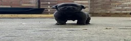 Labrador Retriever dogs for sale: KC Labrador puppies (Silver & Charcoal)  - Advert 27