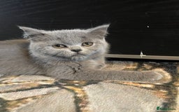 Scottish Fold cats for sale: Scottish fold kittens - Image 6