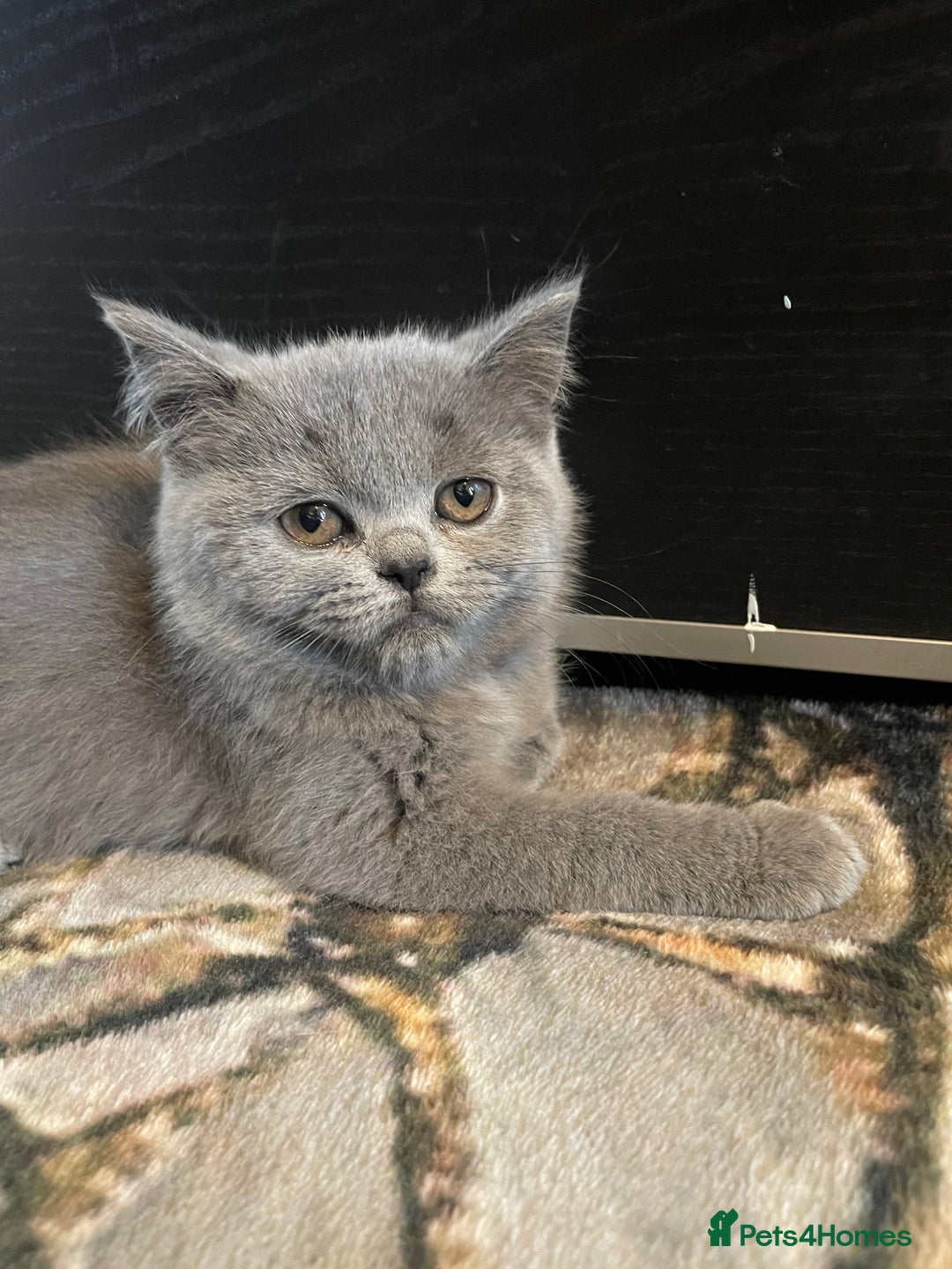 Scottish Fold cats for sale: Scottish fold kittens - Image 6