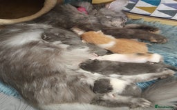 Ragcoon cats for sale: Stunning, and chunky ragcoons  - Image 28