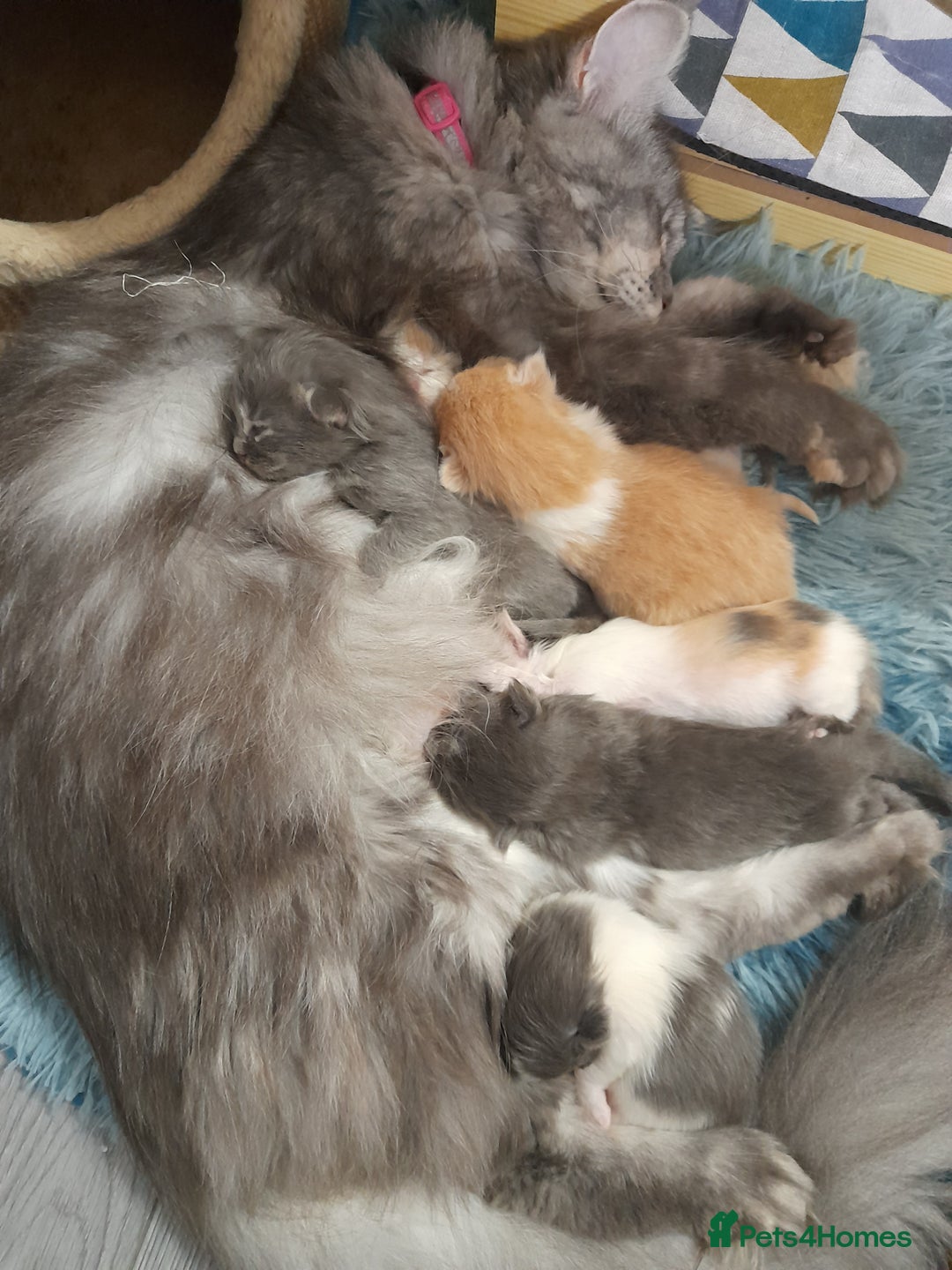 Ragcoon cats for sale: Stunning, and chunky ragcoons  - Image 28