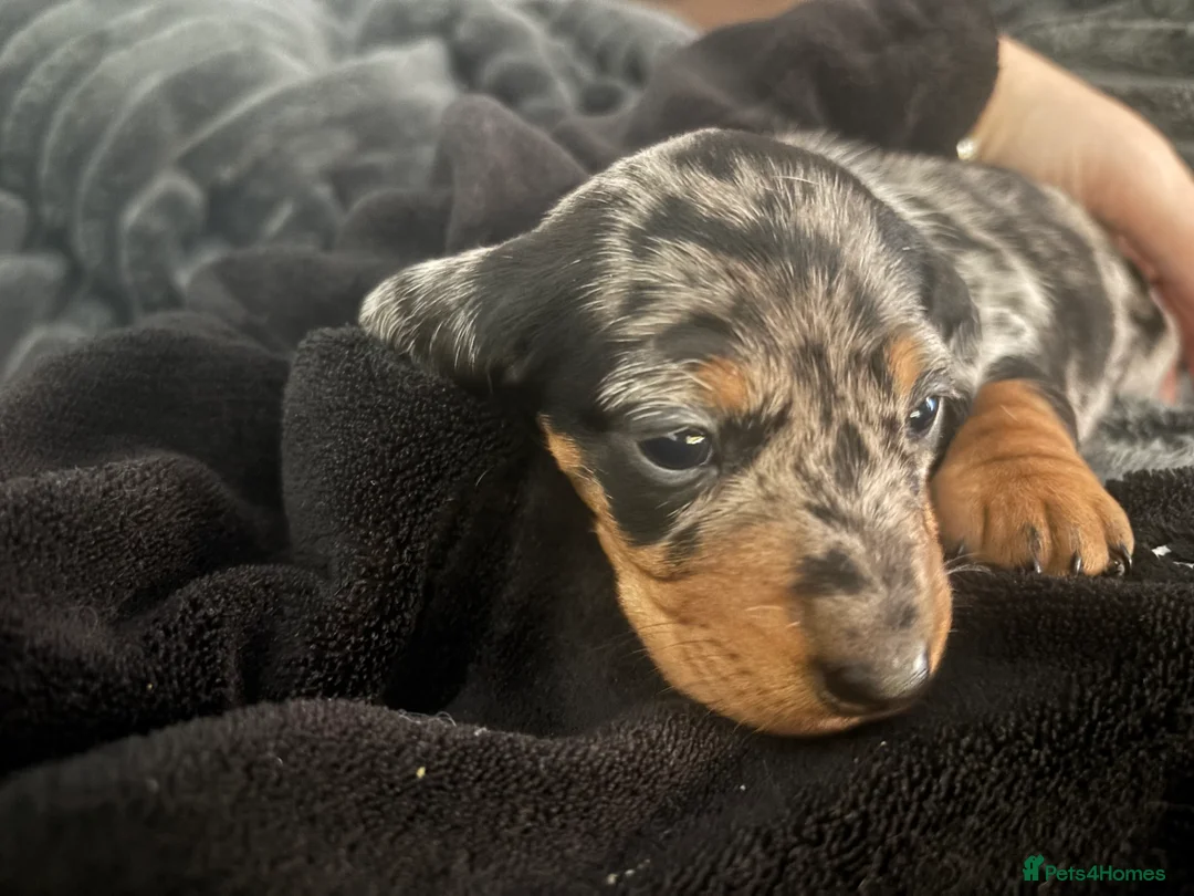 Dachshund dogs for sale: Miniature dashhound  - Advert 24