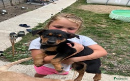 Labrador Retriever dogs for sale: Bella 💖 black with tan patches Labrador in Cobham - Image 3