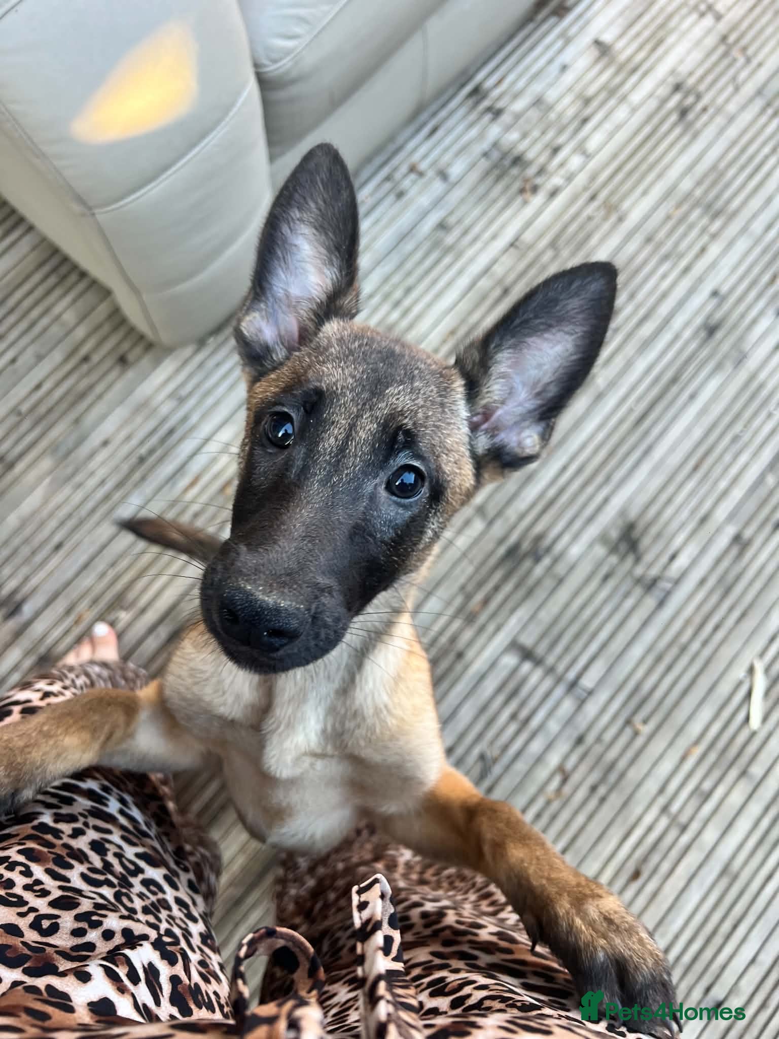 Belgian Shepherd Dog dogs 2 Belgian malinois females - Advert 2