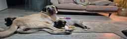 Turkish Kangal dogs for sale: Female Kangals - Advert 6