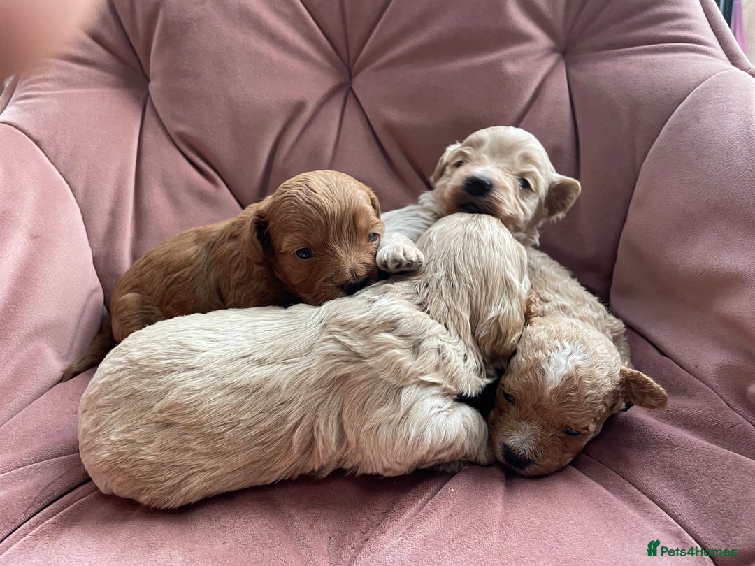 Maltipoo dogs for sale: Beautiful Maltipoo’s - Advert 3